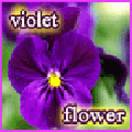 زهرة البنفسج