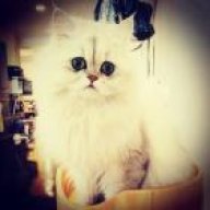 الدنيا فانيه