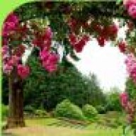 عزوتي عربية