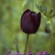 عابرة سبيل