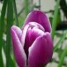 tulipe