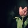 صبح