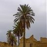 الفارس15