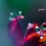 قطرة ندى