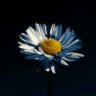 سنابل الامل