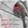 بنت سوارية