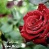 ام مهجه