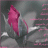 متطوعة