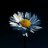 سنابل الامل